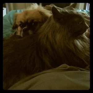 Meet your Posher, Raven